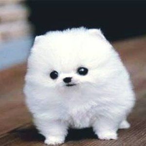 Meet your Posher, Toni